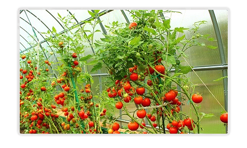 Mohan Exports